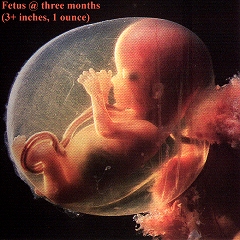 Fetus @ 3 months photo (link: videos)