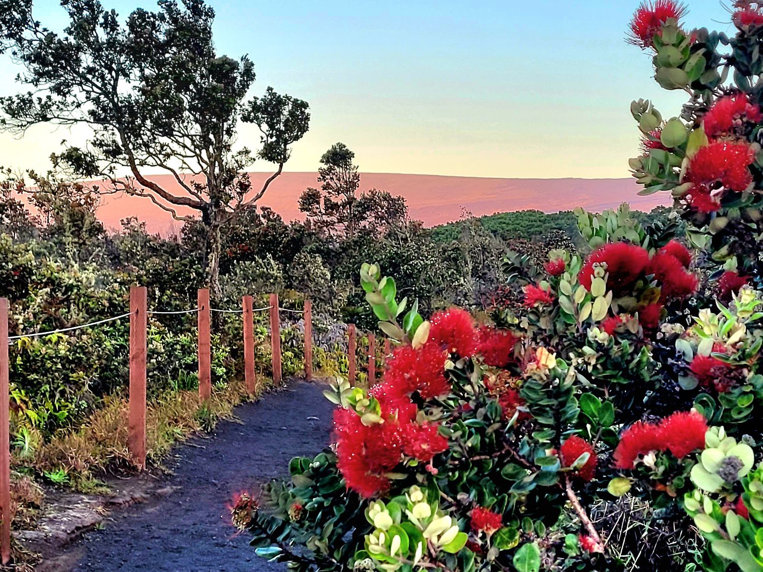 ohia tree flowers