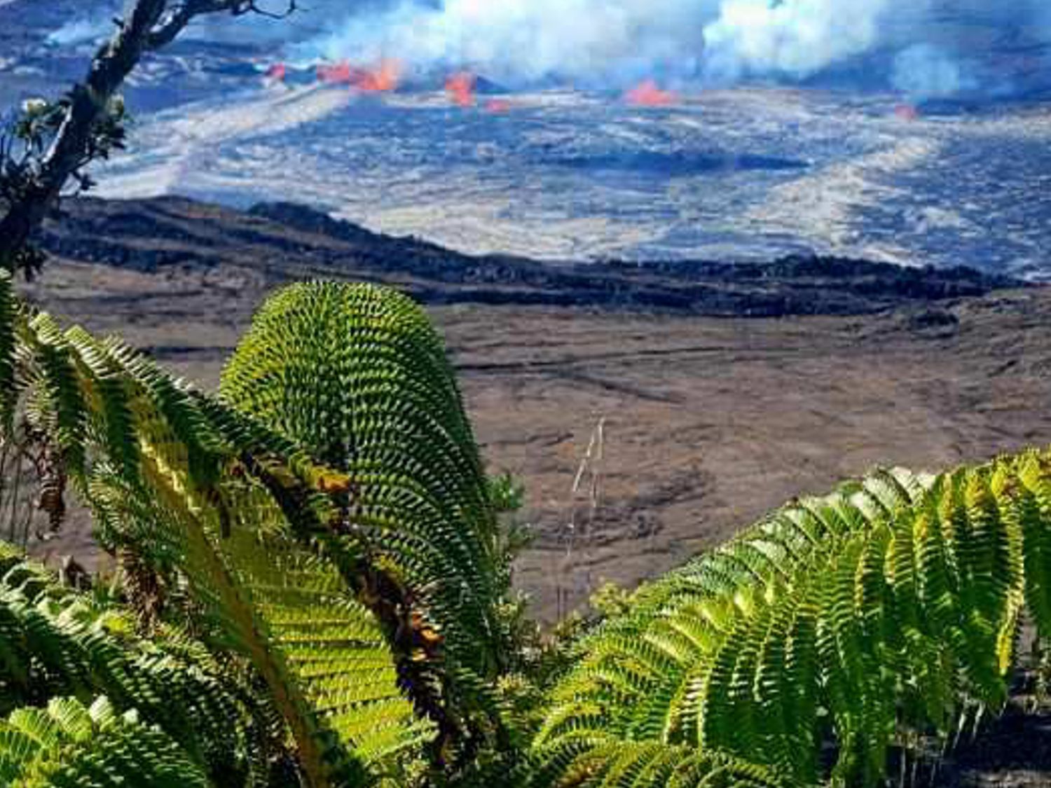 hapu leaves with volcano eruption in distance