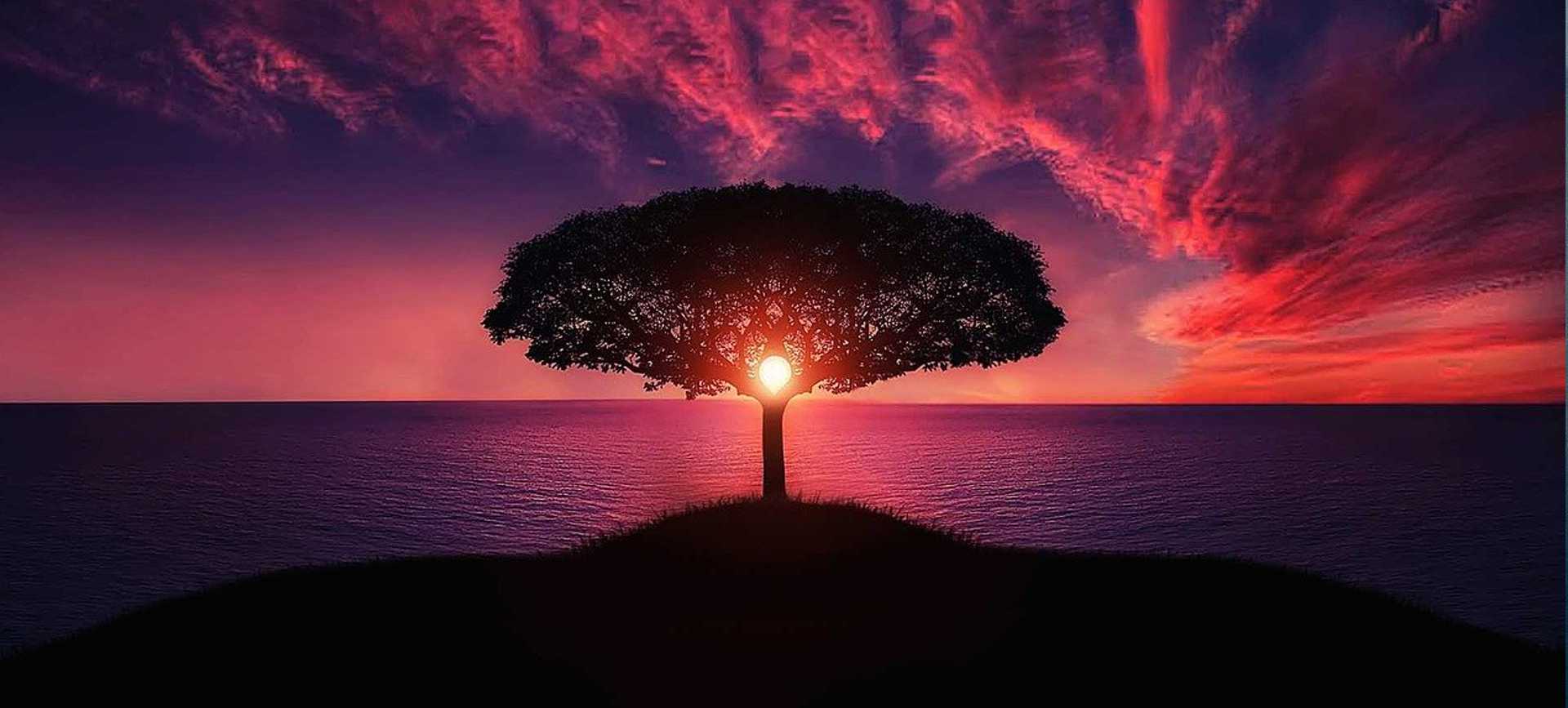tree in front of setting sun