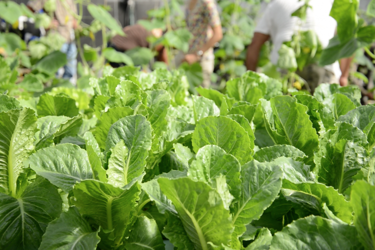 close up photo of garden