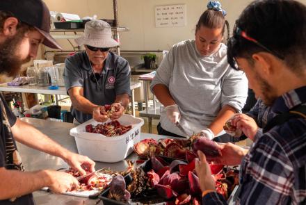 Bo Williams, Lew Nakamura, Lacie Nobriga, and Jonathan Crouch chop and shred banana flowers to be mixed with brown sugar to make banana fermented plant juice.