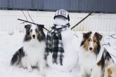 dogs and snowman