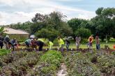 Hawai‘i CC Agriculture Program students prep the plot by leveling the field, digging trenches and filling with mulch for kalo planting.