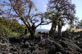 Students at one of wiliwili groves in the forest preserve with Haulālai in the background. 